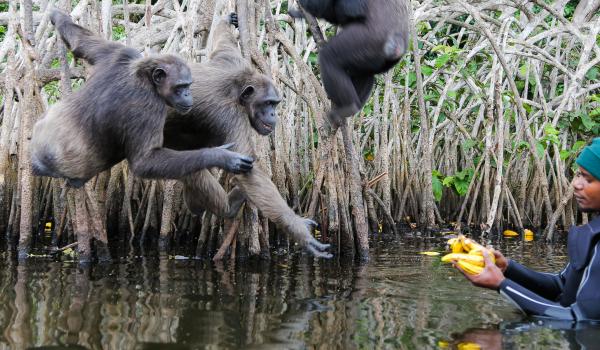 Nourrissage des chimpanzés au Congo