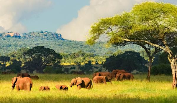 Troupeau d'éléphants en Tanzanie