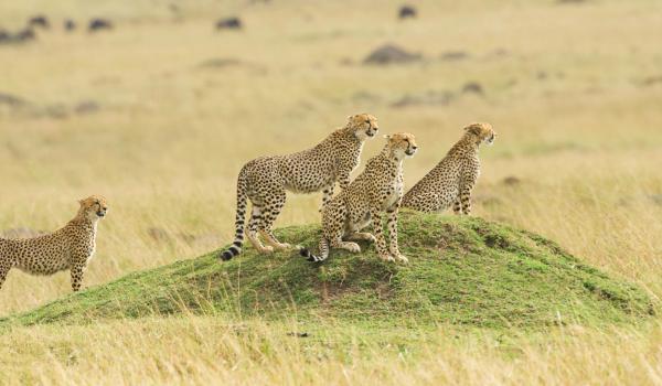 Guépards à l'affut au Kenya