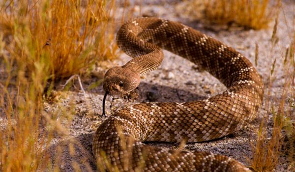 Crotale diamantin rouge dans le désert aux États-Unis