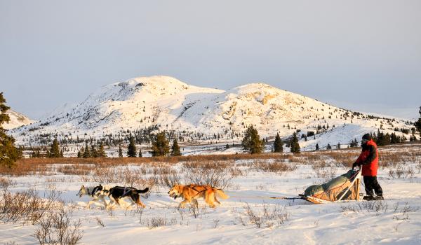 Traineau à chiens au Canada