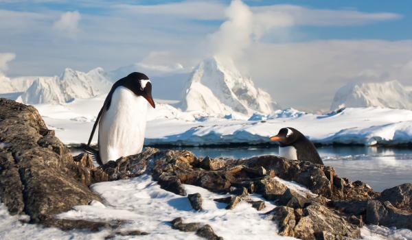 Pinguoins en Antarctique
