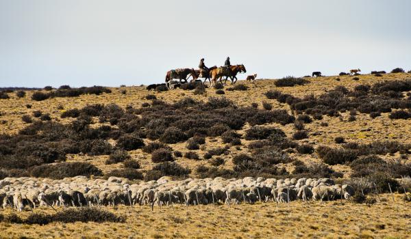 Gauchos gardent les moutons le long de la route 40, Patagonie, Argentine