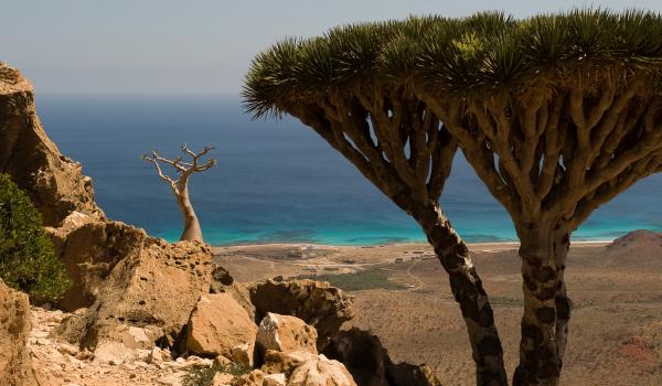 Végétation de Socotra