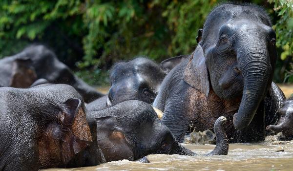 Éléphants pygmée de la rivière Kinabatangan au nord de Bornéo