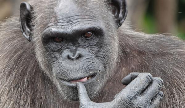 Chimpanzé au Congo Brazzaville