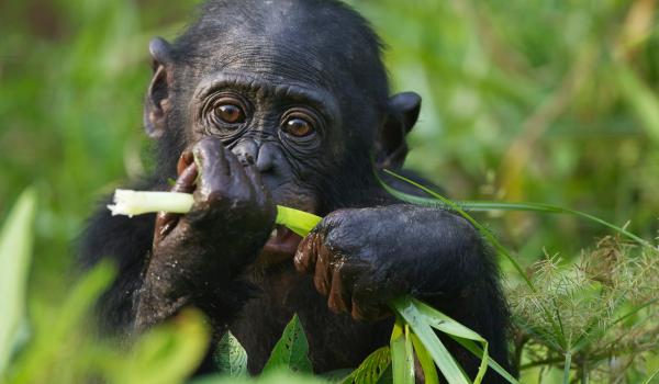 Jeune bonobo en République Démocratique du Congo