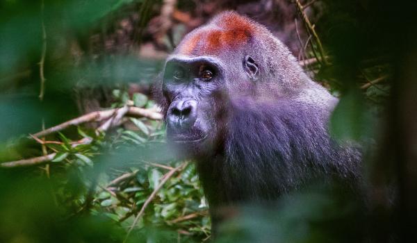 Gorille de forêt au Gabon
