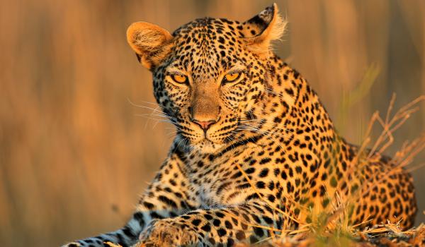 Guépard au soleil couchant au Kenya