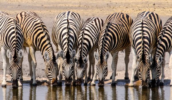 Observation de zèbres s'abreuvant au Kenya