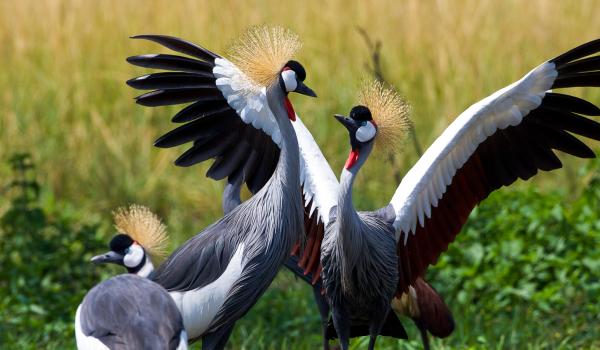 Grues couronnées au Kenya