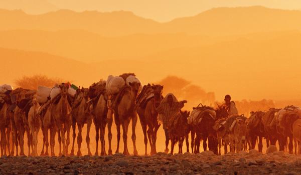 Troupeau de chameaux dans le crépuscule en Éthiopie
