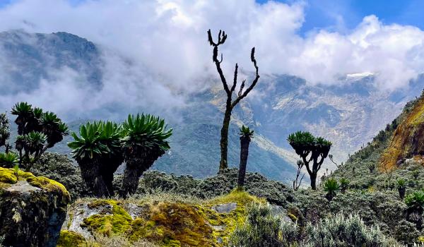 Ascension des Rwenzori vers le camp 4