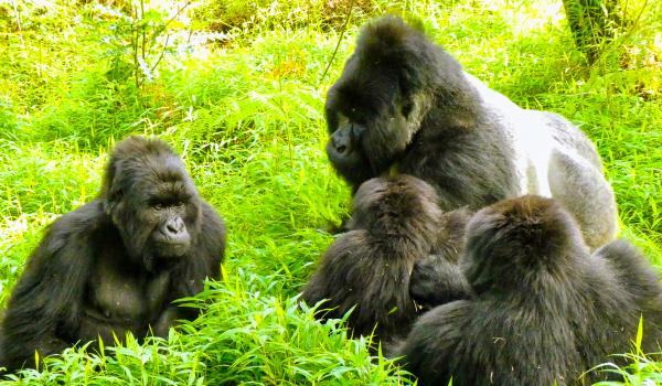 Groupe de gorilles des montagnes de Bwindi en Ouganda