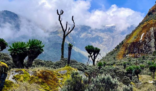 Ascension des Rwenzori vers le camp 4