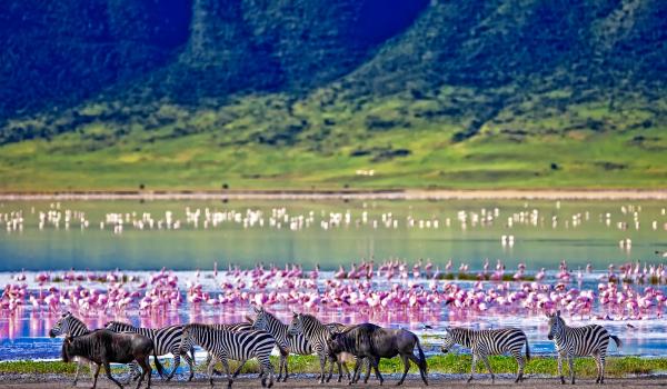 Safari dans le cratère Ngorongoro en Tanzanie