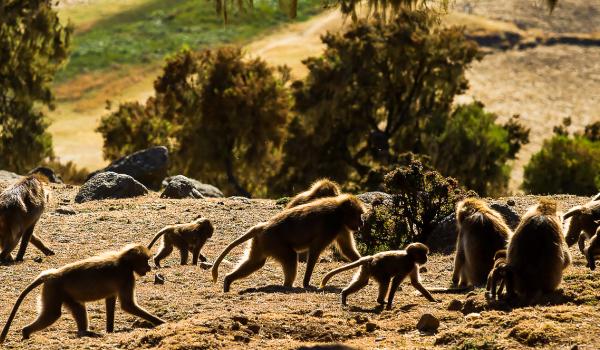 Trekking avec les babouins Gelada du Simiens en Abyssinie