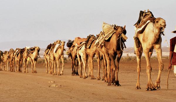 Randonnée avec une caravane chamelière dns le Dallol au Danakil