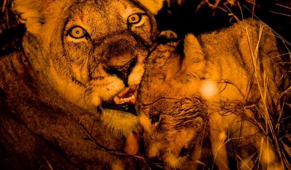 Aventure avec une lionne et son lionceau en Afrique australe