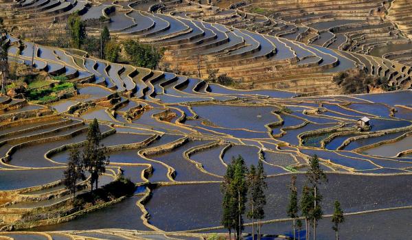 Trekking à travers les rizières en terrasses de la région de Yuanyang