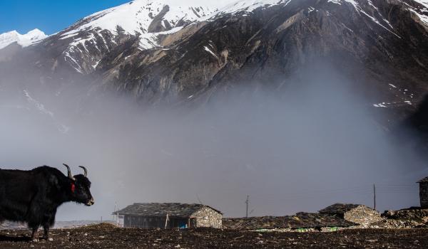 Village de Samdo, tour du Manaslu au Népal