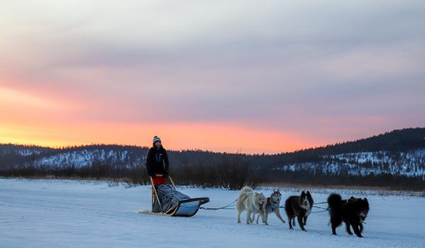 Trekking et raid en traineau à chiens en Laponie