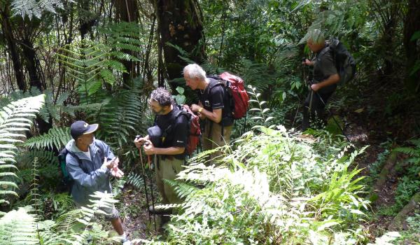 Trekking à travers la jungle du parc Gunung Leuser au nord de Sumatra