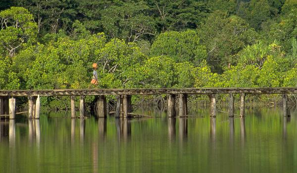 Trek sur le pont d'Antanambé dans les forêts tropicles de la côte nord est