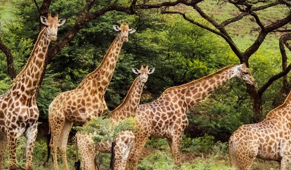 Marche vers les troupeaux de girafes en Afrique