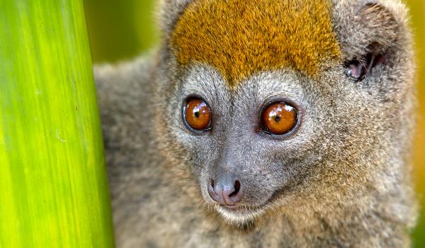 Observation de l'Hapalemur griseus dans les forêts pluviales de l'Est