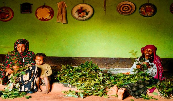 Visite d'une maison harari pendant que des femmes préparent le khat à Harar