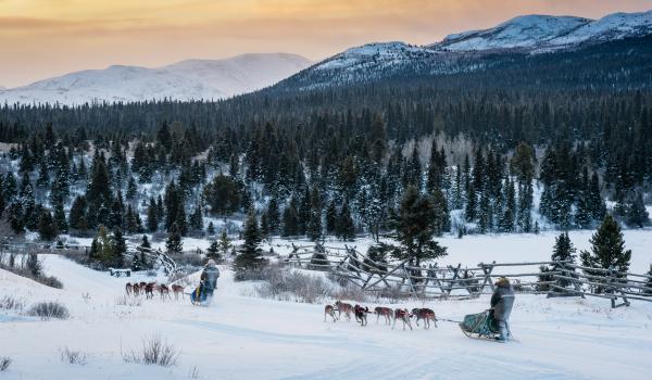 Voyage en traineau à chien dans la taïga au Canada