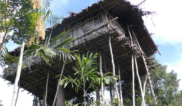 Randonnée vers une maison perchée des Korowai à travers la forêt