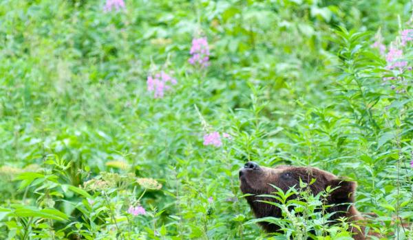 Voyage découverte des ours en Alaska aux États-Unis