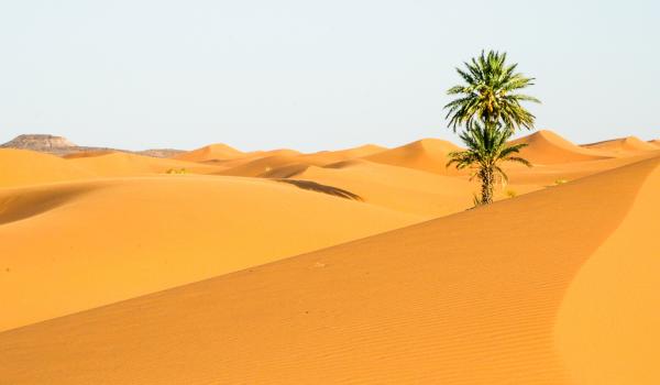Trek sur des dunes et palmier  dans la vallée du Drâa