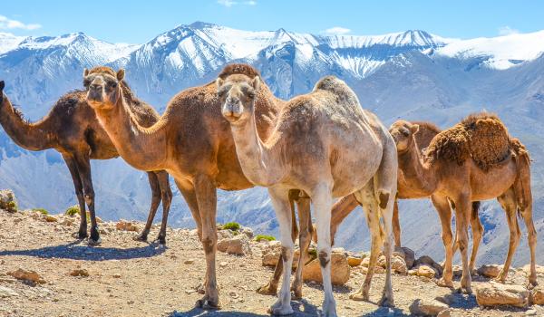 Trek avec des chameaux en altitude dans le Haut-Atlas