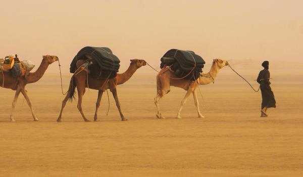 Trek avec un caravanier et ses chameaux de l'Adrar