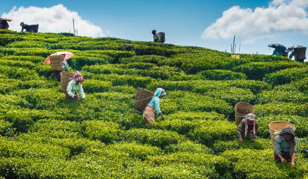 Plantations de thé à Kurseong près de Darjeeling en Inde