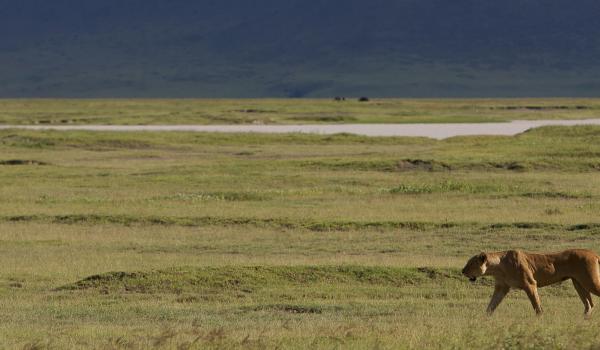 Lionne dans le cratère du Ngotongoro, en Tanzanie