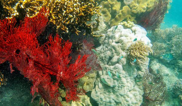 Plongée vers les gorgones rouge de l'Océan Pacifique