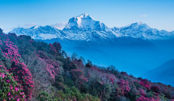 Le Dhaulagiri à 8160 m et le Tukuche peak depuis Poon Hill au Népal