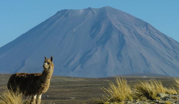 Des lamas et alpagas devant le volcan Ampato des lamas et alpagas au Pérou