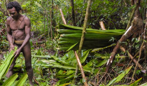 Trekking vers la collecte de feuilles de palme avec nos hôtes Korowai