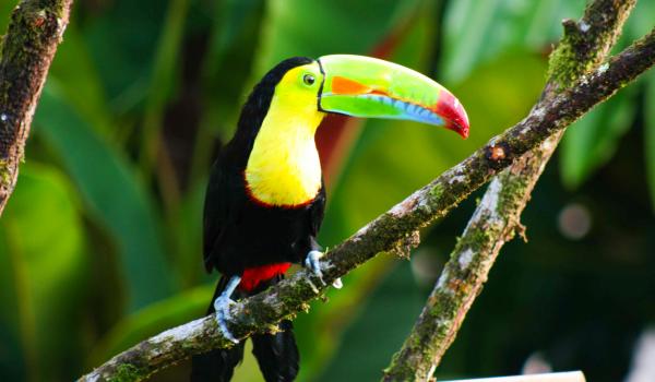 Observation des toucans au Costa Rica