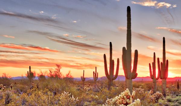 Randonnées dans les déserts de cactus aux États-Unis