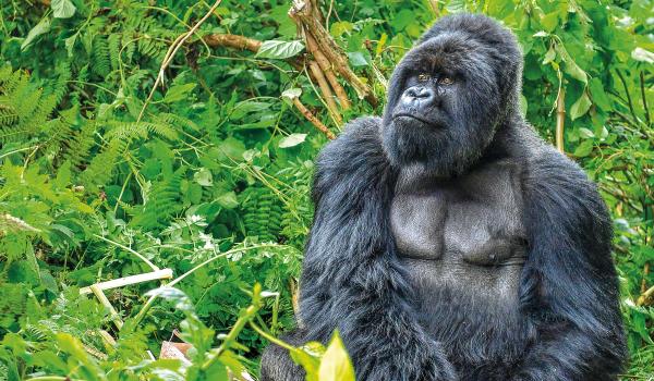 Trek et gorille en Ouganda