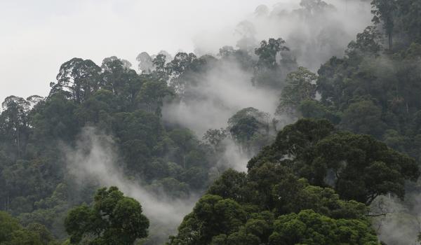 Voyage d'aventure dans la forêt primaire au Sarawak oriental