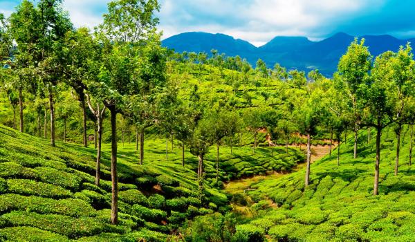 Trekking à travers des plantations de thé au Kerala
