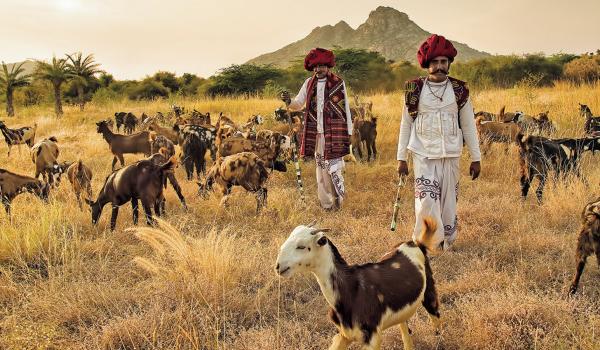 Trekking avec des bergers Rabari et leur troupeau dans la région de Jawai