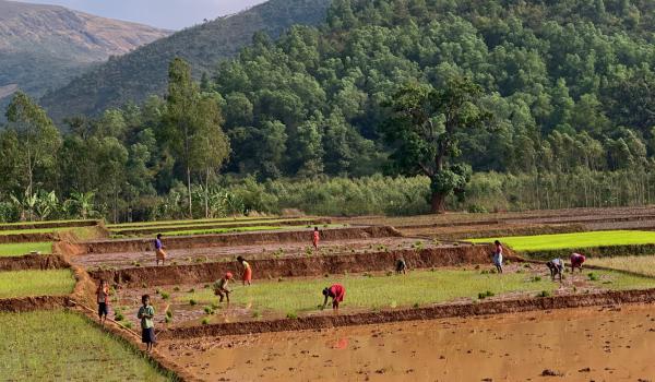 Trekking vers des rizières en bordure de forêt au Madhya Pradesh